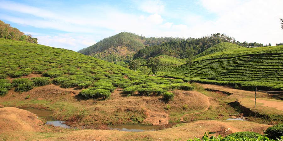 Savour the scents of Thekkady’s spice plantations