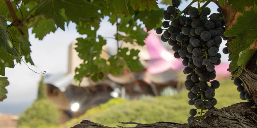 Savouring the authentic flavours of northern Spain